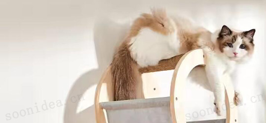 cat home