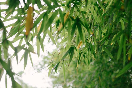 China Bamboo Industry : Export, Manufacture