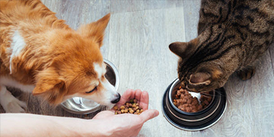 About Fromm Former Cat and Dog Food