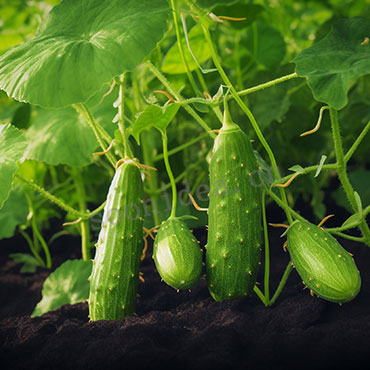 Fertilizers are water-soluble or weakly soluble, and can be quickly absorbed and utilized by crops after being applied to the soil, with significant fertilizer efficiency.